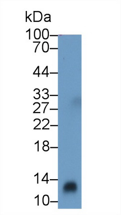 Cluster of Differentiation 59 (CD59) Rabbit Polyclonal Antibody