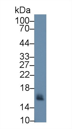 Cluster of Differentiation 59 (CD59) Rhesus monkey (Simian) Polyclonal Antibody