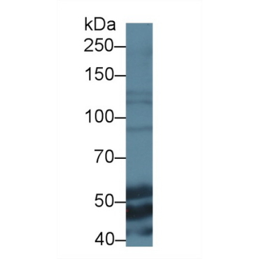 Elastin (ELN) Mouse Polyclonal Antibody