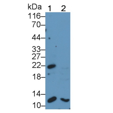 Bcl2 Associated X Protein (Bax) Human Polyclonal Antibody