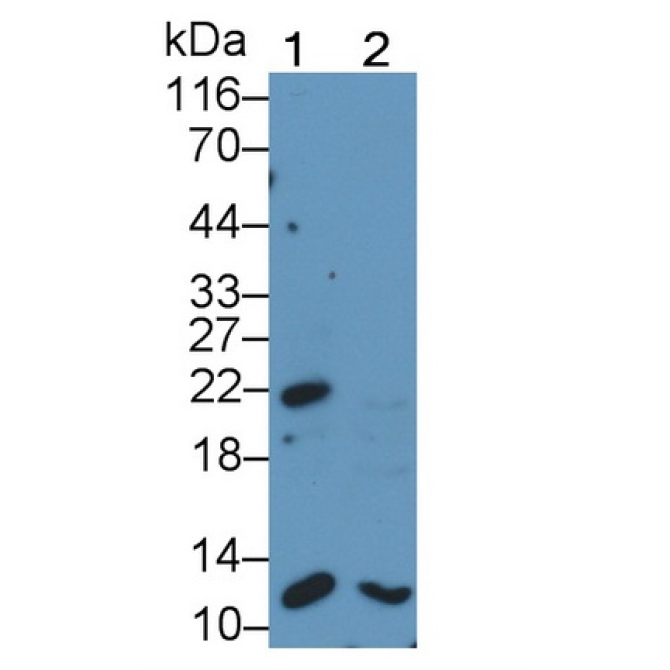 Bcl2 Associated X Protein (Bax) Human Polyclonal Antibody