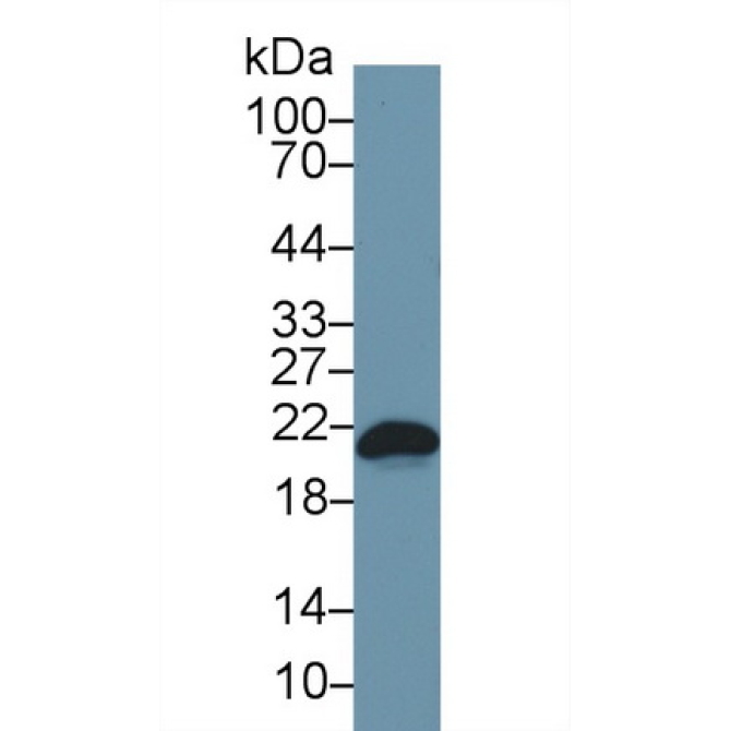 Bcl2 Associated X Protein (Bax) Mouse Polyclonal Antibody