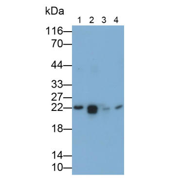 Bcl2 Associated X Protein (Bax) Mouse Polyclonal Antibody