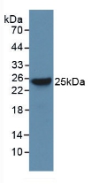 Bcl2 Associated X Protein (Bax) Rat Polyclonal Antibody