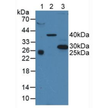 Tetraspanin 30Cluster of Differentiation 63 (CD63) Human Polyclonal Antibody