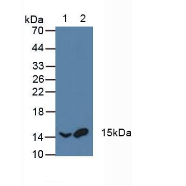 Activating Transcription Factor 1 (ATF1) Human Polyclonal Antibody