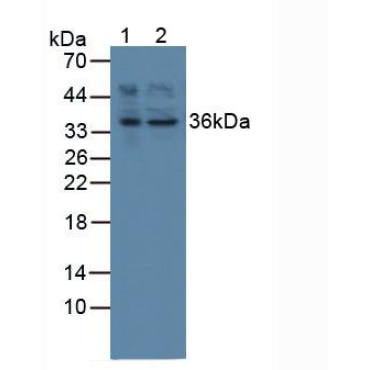 Activating Transcription Factor 1 (ATF1) Mouse Polyclonal Antibody
