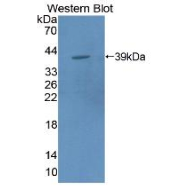 Macrophage Expressed Gene 1 Protein (MPG1) Mouse Polyclonal Antibody