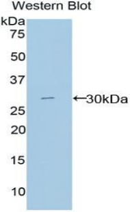 Macrophage Expressed Gene 1 Protein (MPG1) Rat Polyclonal Antibody