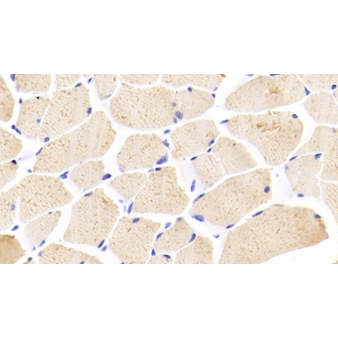 5-Lipoxygenase (5-LO) Mouse Polyclonal Antibody