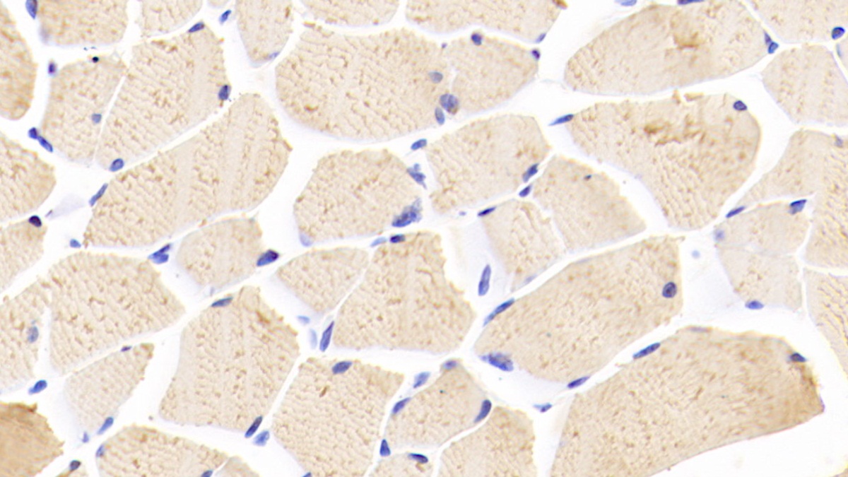 5-Lipoxygenase (5-LO) Mouse Polyclonal Antibody