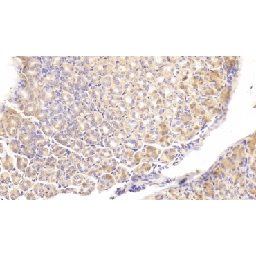 Protocadherin 1 (PCDH1) Mouse Polyclonal Antibody