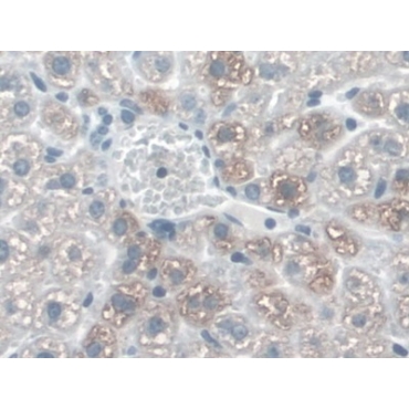 Cadherin 5 (CDH5) Mouse Polyclonal Antibody