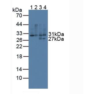 Cluster Of Differentiation 74 (CD74) Mouse Polyclonal Antibody