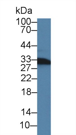 Cluster Of Differentiation 74 (CD74) Rat Polyclonal Antibody