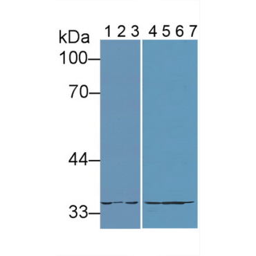 Lactate Dehydrogenase A (LDHA) Mouse Polyclonal Antibody