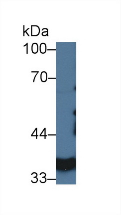 Lactate Dehydrogenase A (LDHA) Pig Polyclonal Antibody