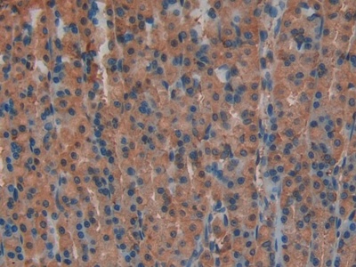 Lactate Dehydrogenase A (LDHA) Rat Polyclonal Antibody
