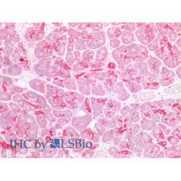 Defensin Beta 1 (DEFb1) Mouse Polyclonal Antibody