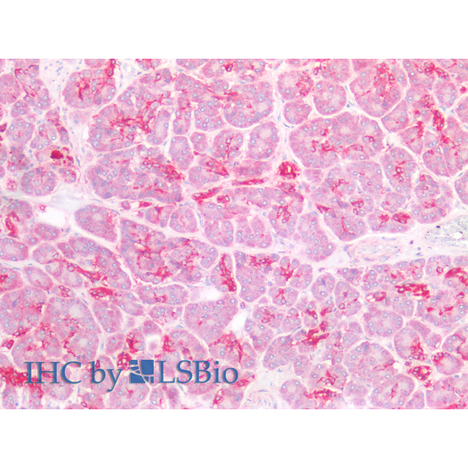 Defensin Beta 1 (DEFb1) Mouse Polyclonal Antibody