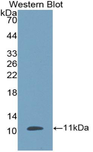 Defensin Beta 1 (DEFb1) Pig Polyclonal Antibody