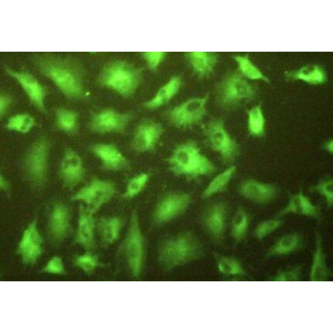 Gamma-Glutamyltransferase 1 (gGT1) Mouse Polyclonal Antibody