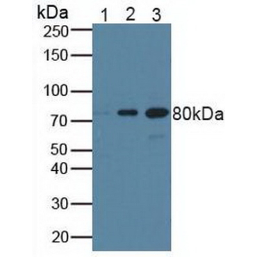 Breast Cancer Susceptibility Protein 1 (BRCA1) Human Polyclonal Antibody