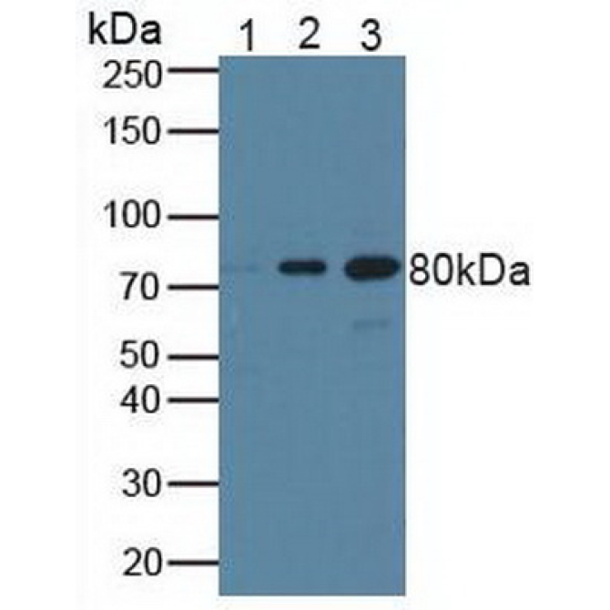 Breast Cancer Susceptibility Protein 1 (BRCA1) Human Polyclonal Antibody