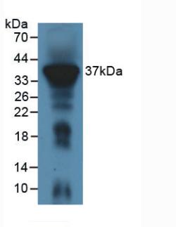 Immune Receptor Expressed On Myeloid Cells 1 (IREM1) Mouse Polyclonal Antibody