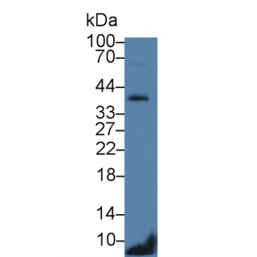 Cluster of Differentiation 79B (CD79B) Mouse Polyclonal Antibody