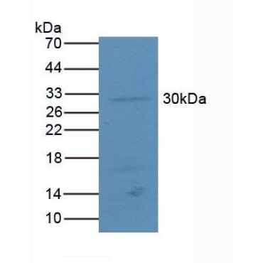 Activating Transcription Factor 4 (ATF4) Mouse Polyclonal Antibody