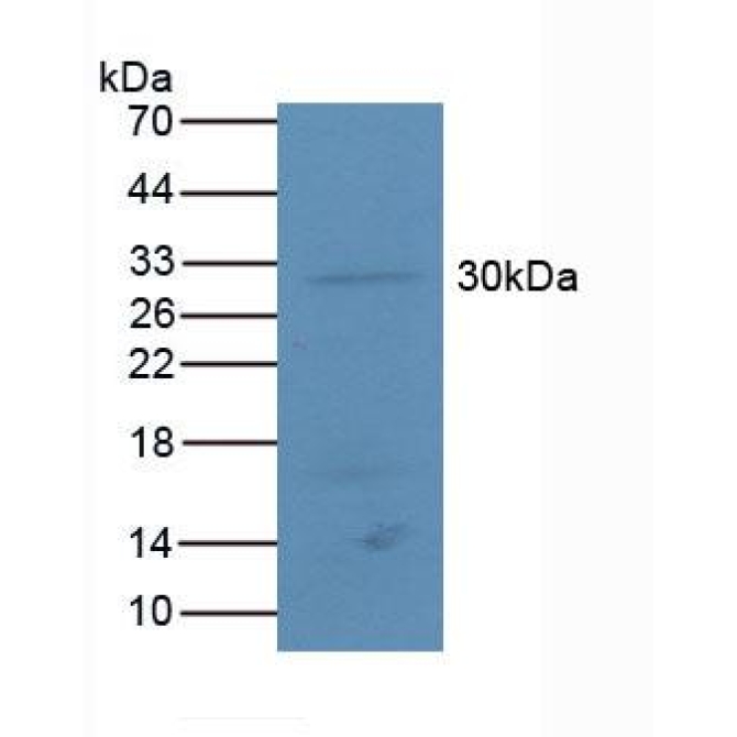 Activating Transcription Factor 4 (ATF4) Mouse Polyclonal Antibody