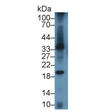 B-Lymphocyte Activation Antigen B7-1 (LAB7-1) Mouse Polyclonal Antibody