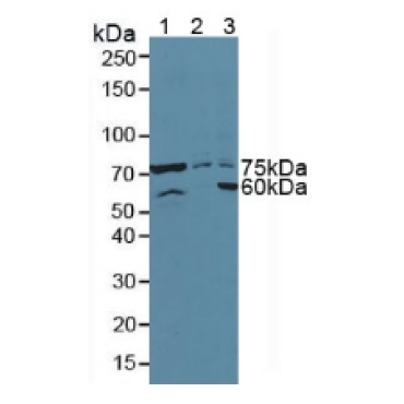 Activating Transcription Factor 6 (ATF6) Human Polyclonal Antibody