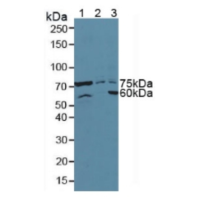 Activating Transcription Factor 6 (ATF6) Human Polyclonal Antibody