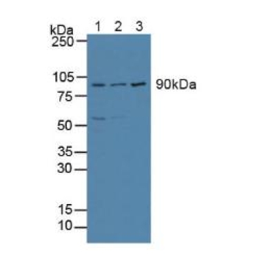 Activating Transcription Factor 6 (ATF6) Mouse Polyclonal Antibody