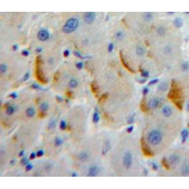 Leukocyte Immunoglobulin Like Receptor Subfamily A, Member 2 (LILRA2) Human Polyclonal Antibody