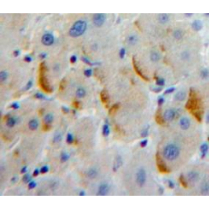 Leukocyte Immunoglobulin Like Receptor Subfamily A, Member 2 (LILRA2) Human Polyclonal Antibody