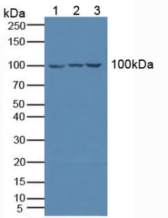 Leukocyte Immunoglobulin Like Receptor Subfamily B, Member 1 (LILRB1) Human Polyclonal Antibody