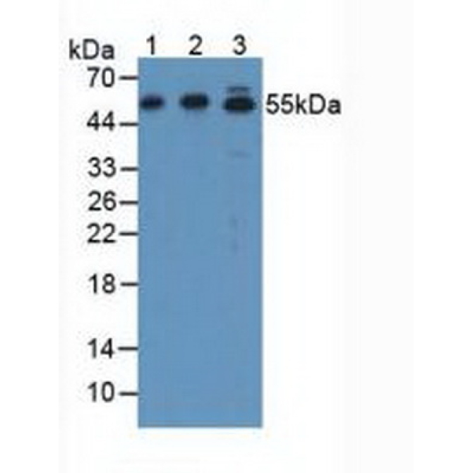 Activating Transcription Factor 7 (ATF7) Mouse Polyclonal Antibody