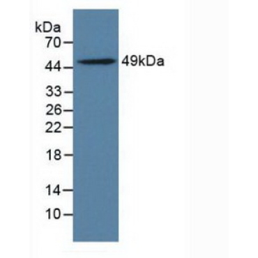 Leukocyte Immunoglobulin Like Receptor Subfamily B, Member 4 (LILRB4) Mouse Polyclonal Antibody