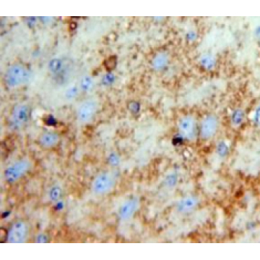 Protease, Serine 12 (PRSS12) Mouse Polyclonal Antibody