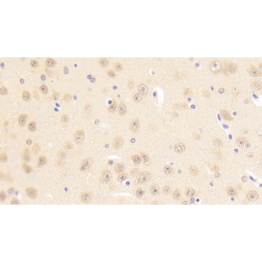 Protocadherin Beta 2 (PCDHb2) Mouse Polyclonal Antibody