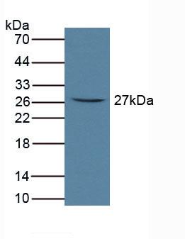 Fc Fragment Of IgA Receptor (FcaR) Rat Polyclonal Antibody