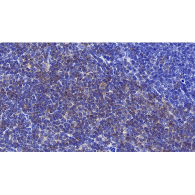Cluster of Differentiation 90 (CD90) Mouse Polyclonal Antibody