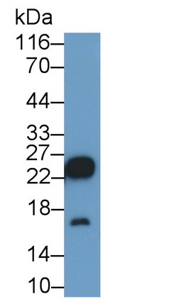 Cluster of Differentiation 90 (CD90) Rat Polyclonal Antibody