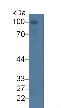 Complement Component 1, Q Receptor (C1qR1) Rat Polyclonal Antibody