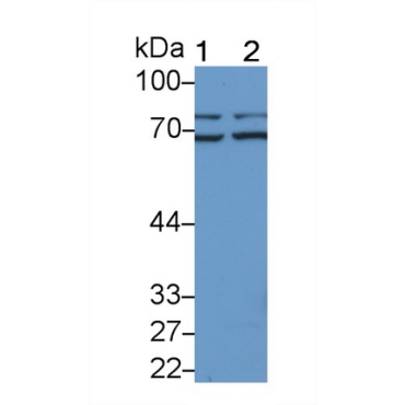 Lipopolysaccharide Binding Protein (LBP) Mouse Polyclonal Antibody