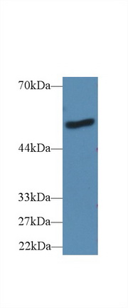 Lipopolysaccharide Binding Protein (LBP) Mouse Polyclonal Antibody