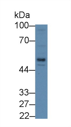 Lipopolysaccharide Binding Protein (LBP) Rat Polyclonal Antibody